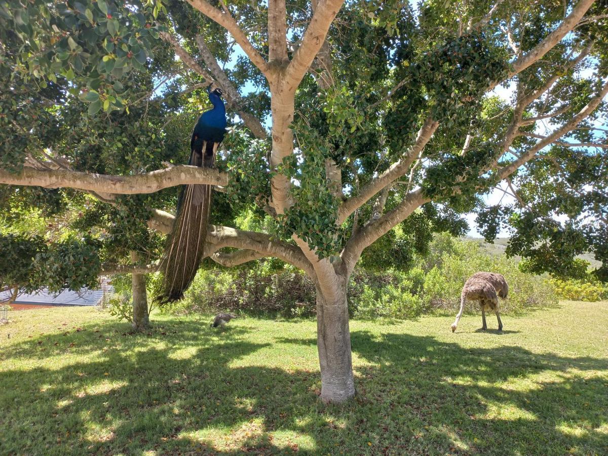 Fijnbosch Game Lodge 杰弗里湾 外观 照片