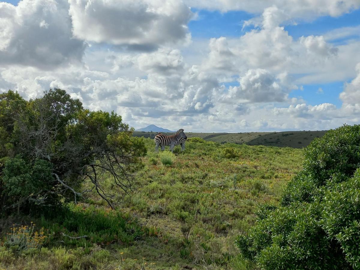 Fijnbosch Game Lodge 杰弗里湾 外观 照片