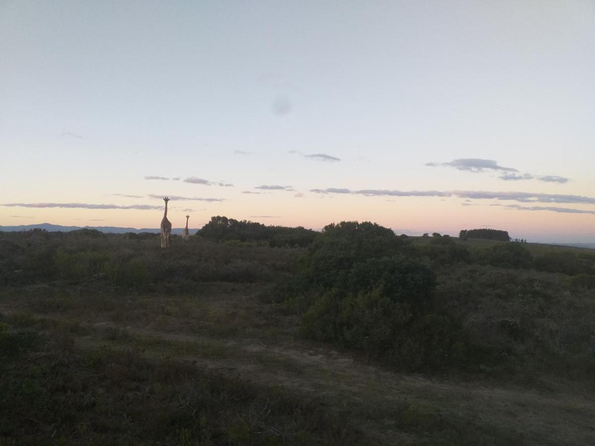 Fijnbosch Game Lodge 杰弗里湾 外观 照片