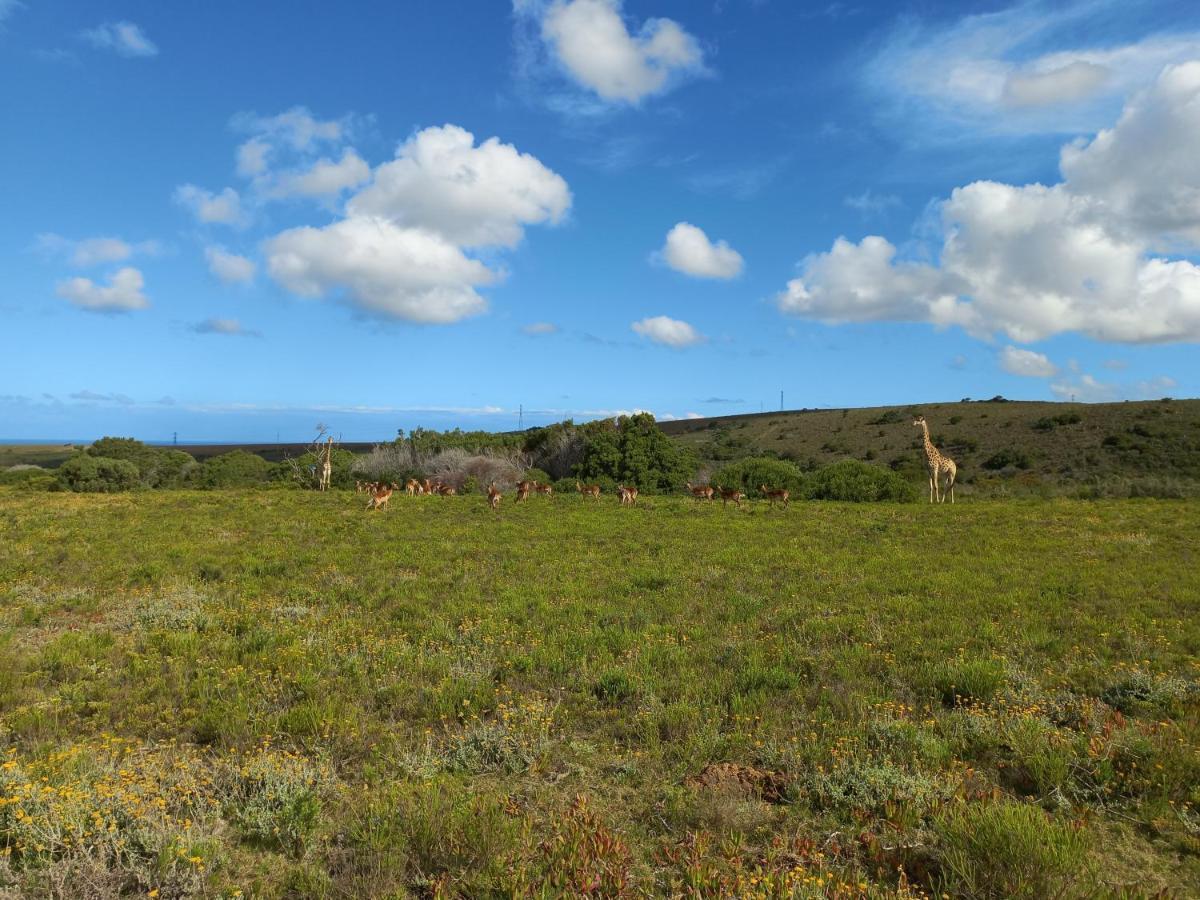 Fijnbosch Game Lodge 杰弗里湾 外观 照片