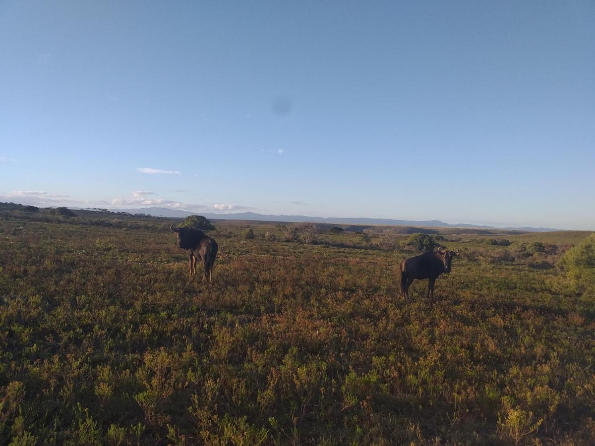 Fijnbosch Game Lodge 杰弗里湾 外观 照片