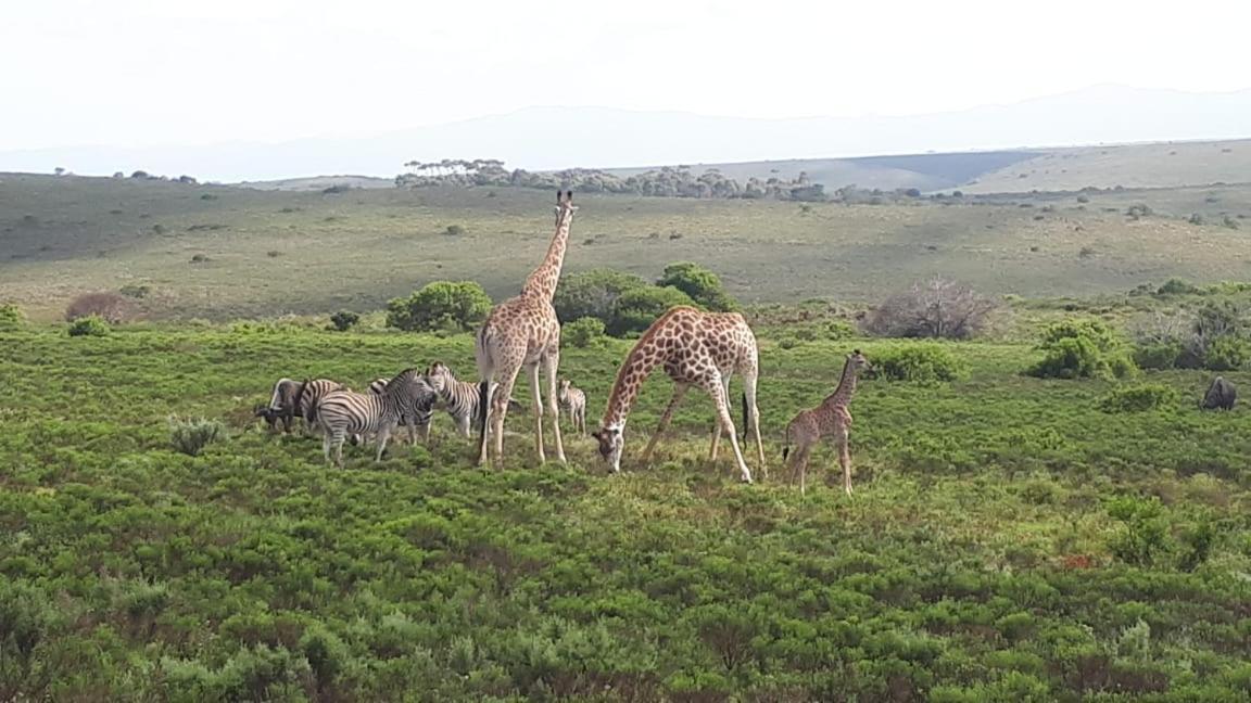 Fijnbosch Game Lodge 杰弗里湾 外观 照片