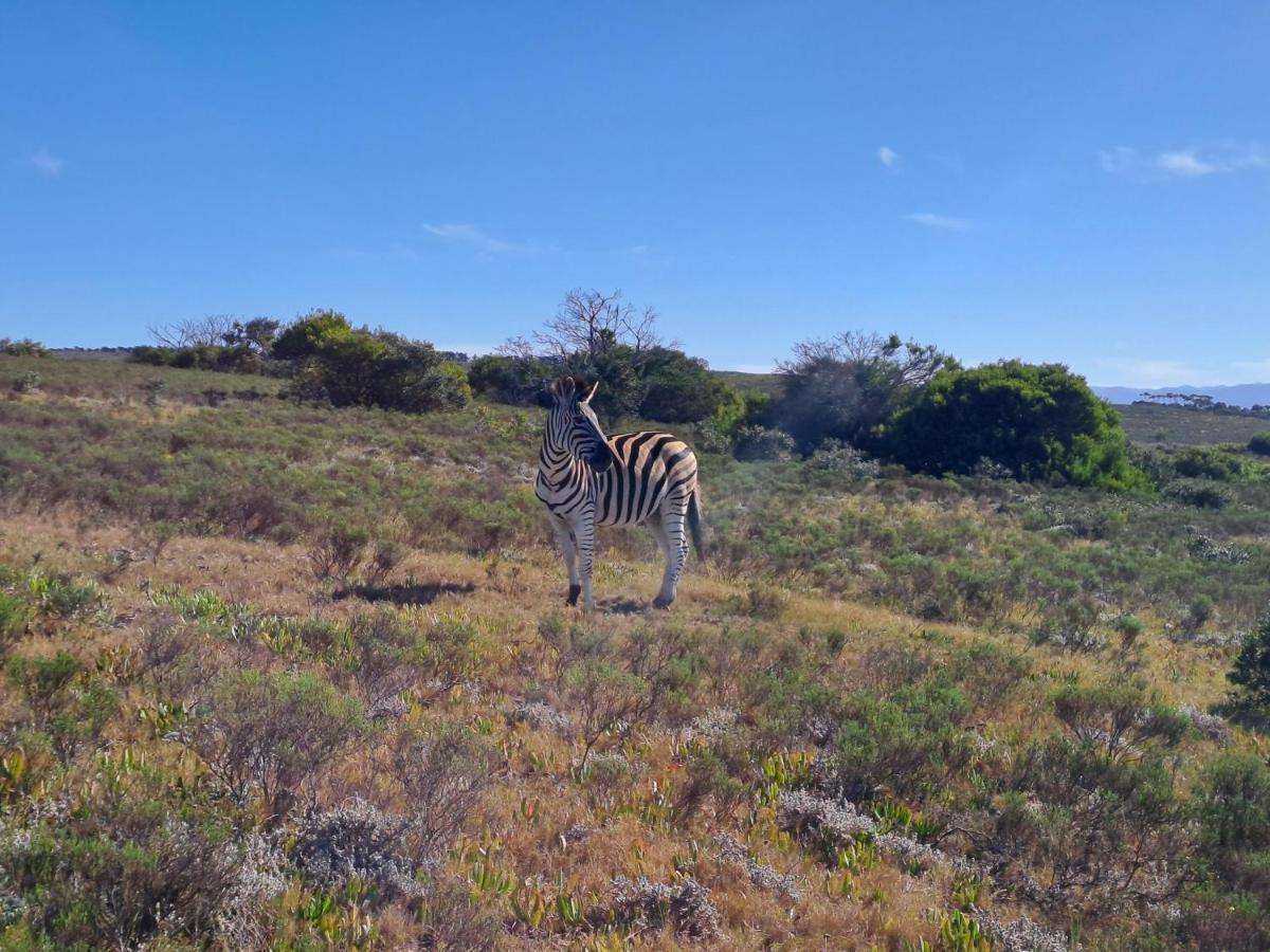 Fijnbosch Game Lodge 杰弗里湾 外观 照片